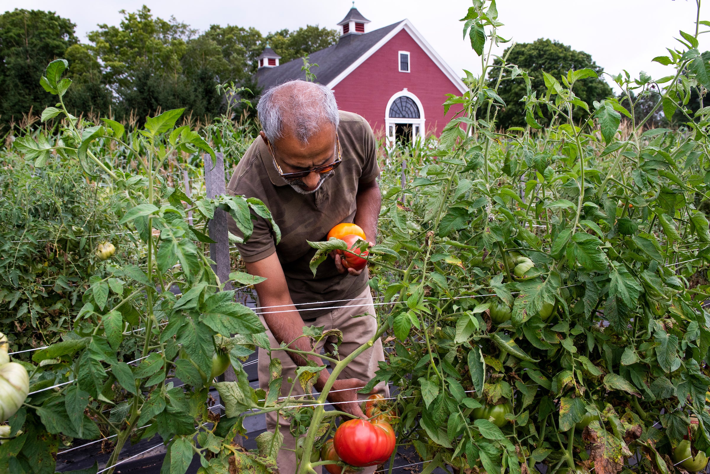 Mohammad Hannan tends to his crops for his small business, Hannan Agro Farms, at the New Entry Farm. (Alonso Nichols/Tufts)