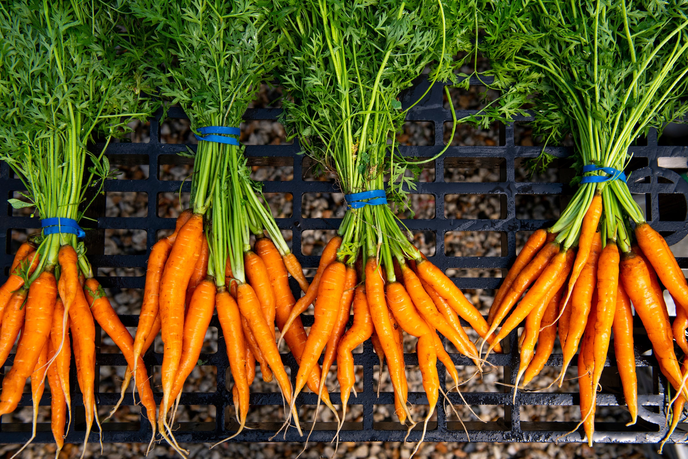 Fresh carrots collected on-site at New Entry's new farm location